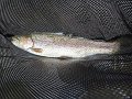 Kettle Trout6